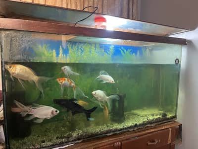 Aquarium with fishes complete setup