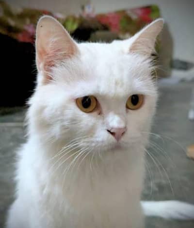 Male cat for adoption