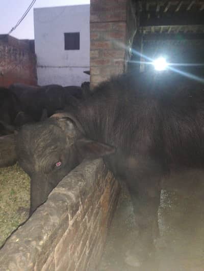 For sale in Tehsil Muridke P. o BoX Narang Mandi