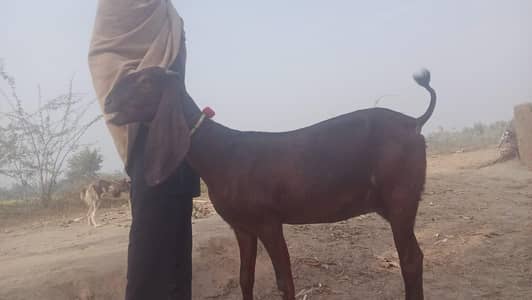 Amritsari Bakri| Goat Amritsari | Ghabhan Bakri | pragnet bakri