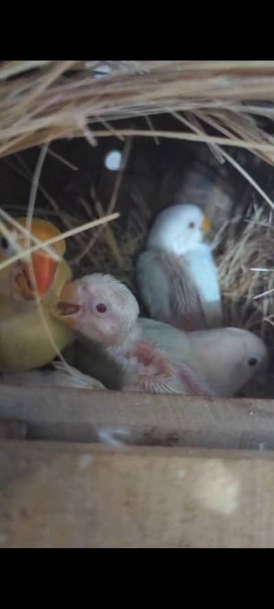 Cremino X Albino Split ino