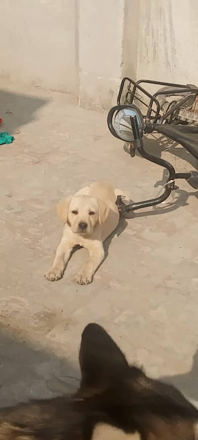 female Labrador puppy