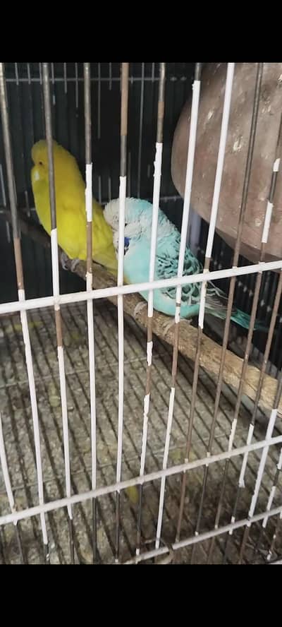 Under Exhi breeder female