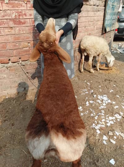 turkey dumbe boht hi zabrdast