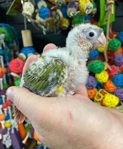 Tropicana macaw / sun conore/ African gray