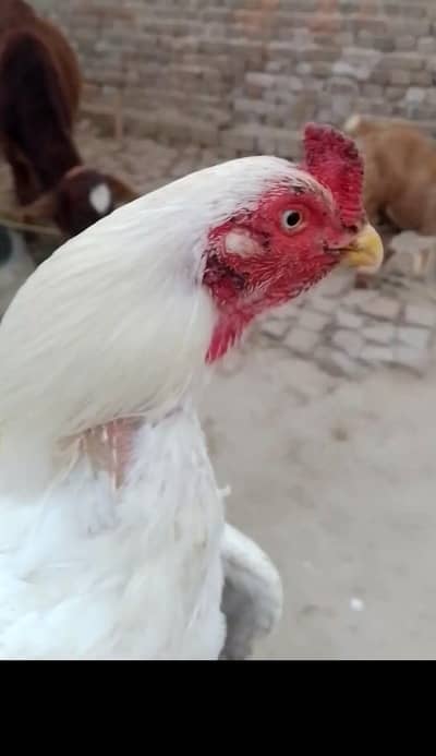 Hera aseel murga breeder healthy active