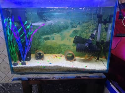 Aquarium with Fishes and Accessories