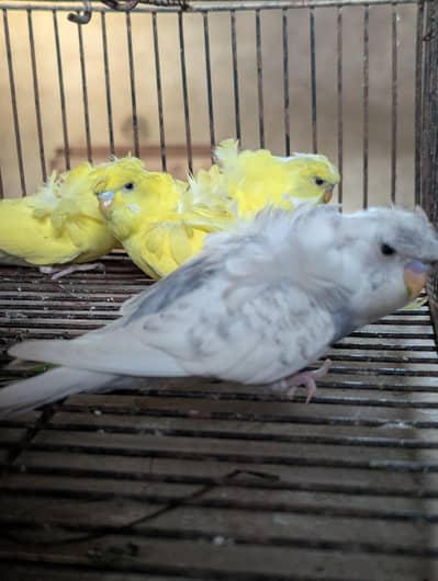 hogoromo 3 pathi female and Rainbow pair  available