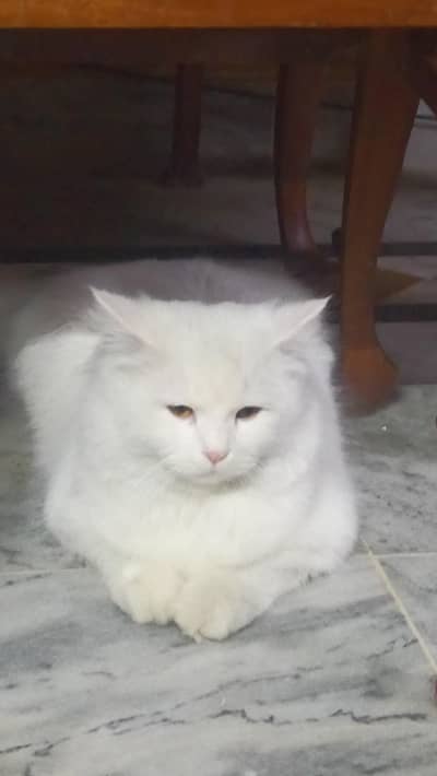 Persian Male Cat For Sale