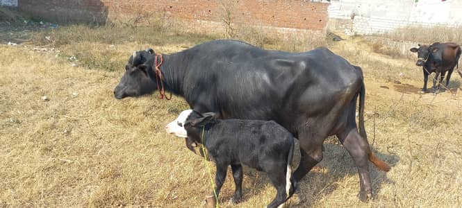 buffalo for sale pure neli ravi milk 16kg