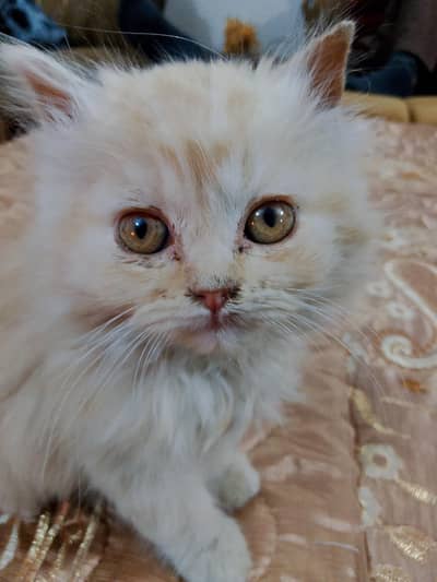 Persian kitten for sale