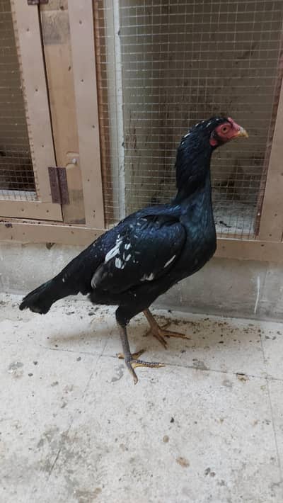 Lassani Breed Available