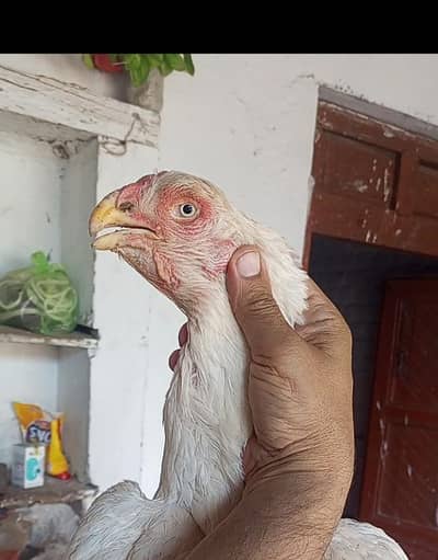 Qandahari Parrot Beak 03139874002