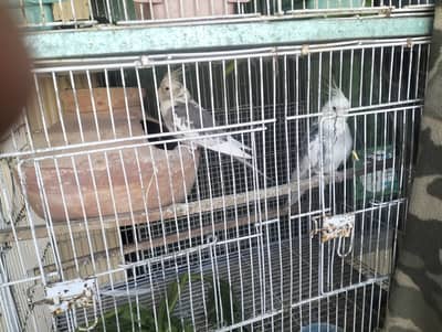 Cockatiel and King Budgies