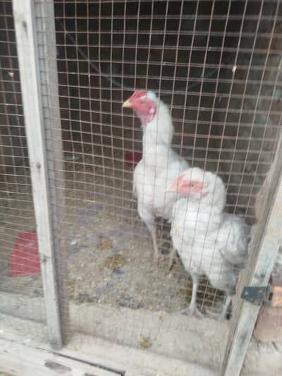 heeer and rangha Heera paper white color