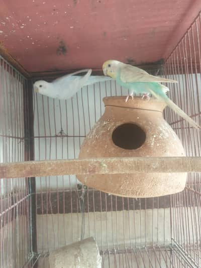 RAINBOW COLOUR KA PAIR HA