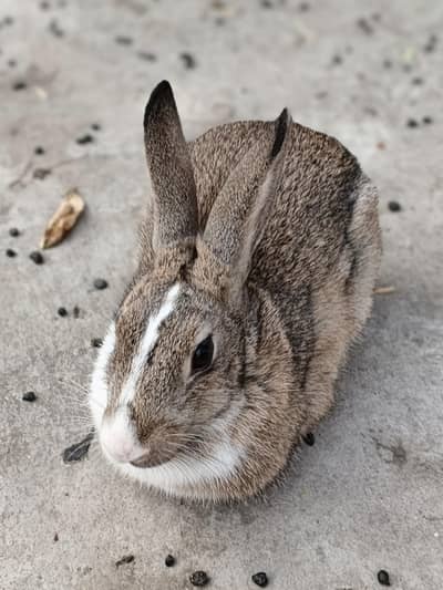 Male, Female and Baby Rabbits Available