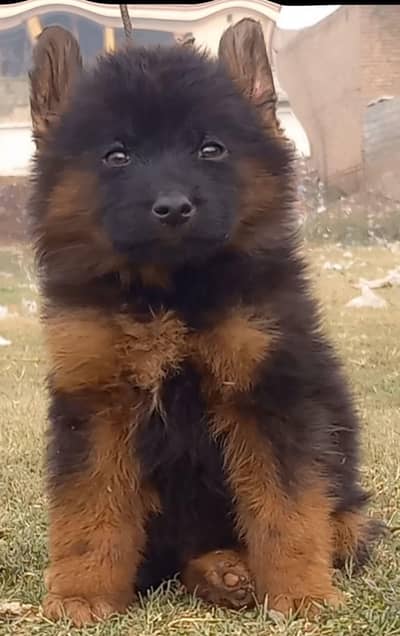 German Shepherd puppies for sale
