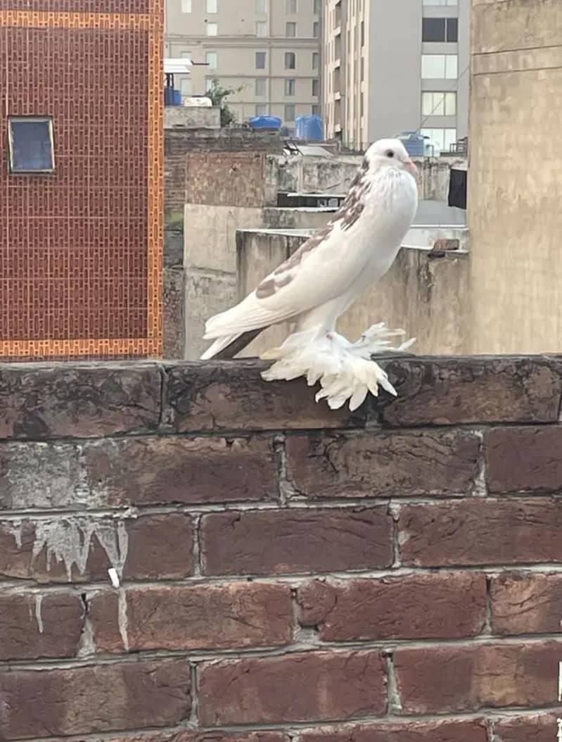 pouter breeder pair 1