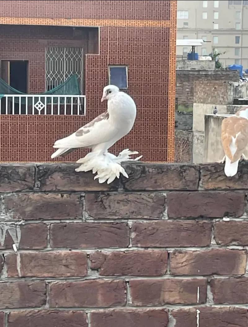 pouter breeder pair 2