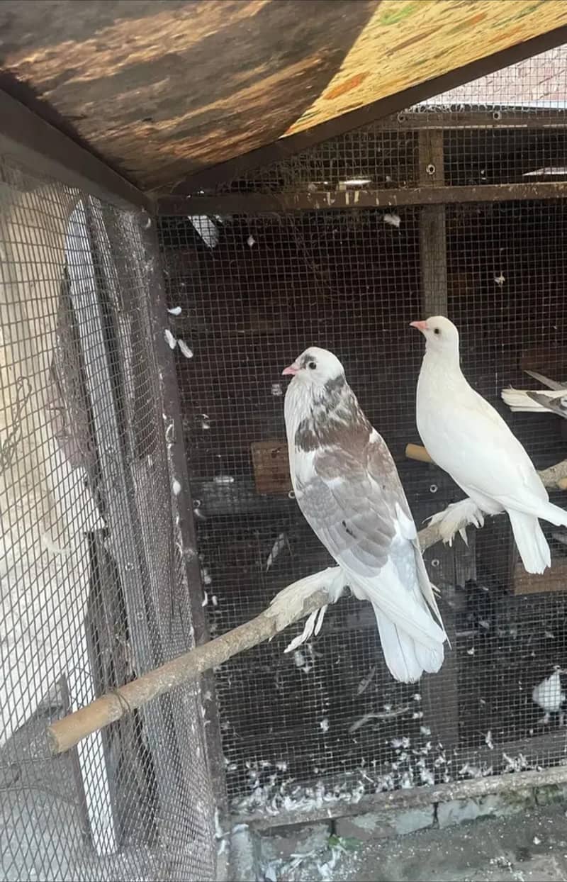 pouter breeder pair 3