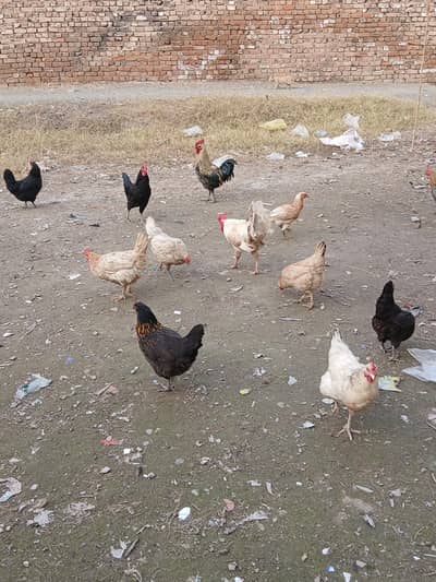 desi murghiyaan for sale