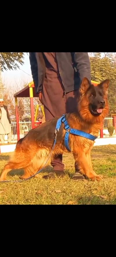 German Shepherd female 16 months for sale