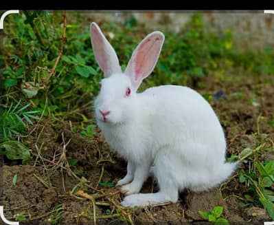 Wait rabbit red ayez