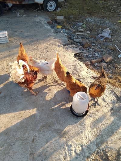 Fresh Eggs Starter Hens Set For Sale 03315007315