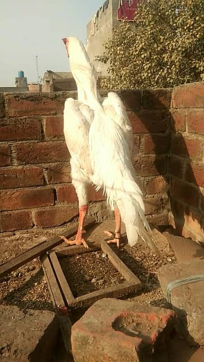 white shamo male available shamoo shamu