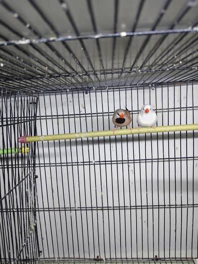 breeder albino shaftail finches