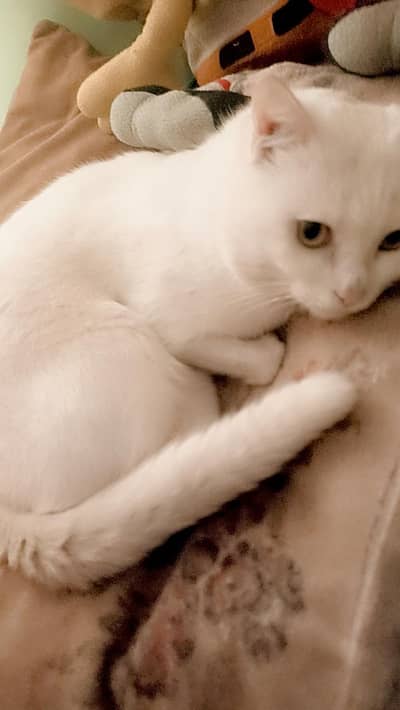 Turkish Van Cat