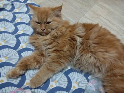 Persian Cat Far Sale