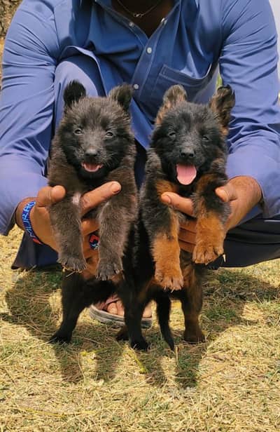 German shepherd puppies for sale / puppy / GSD pup / german shepherd