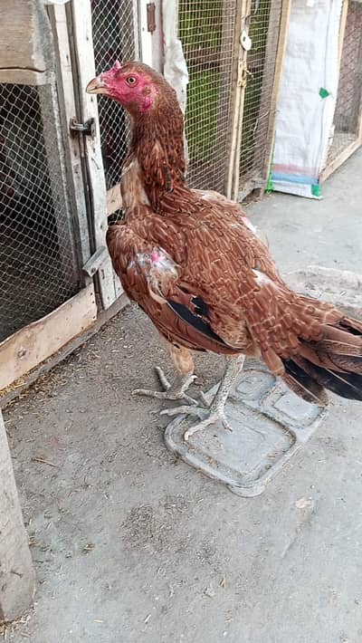 burmi thai murgi 03209745706