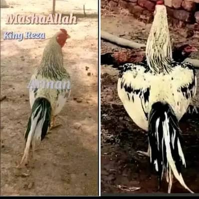 Top Quality Pure Pakistani Aseel Pair