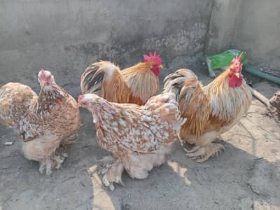 Mutation Pair Of Cochin