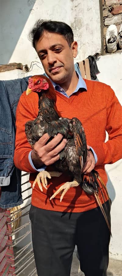 High Quality Pakistani Aseel