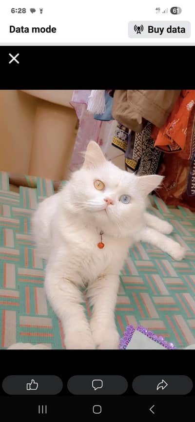 stud Male odd eyes for sell