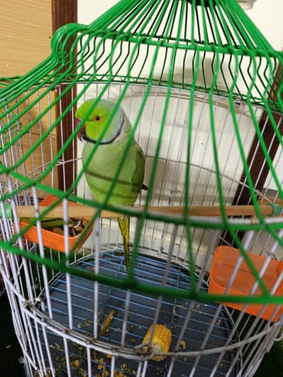 talking ring neck healthy active