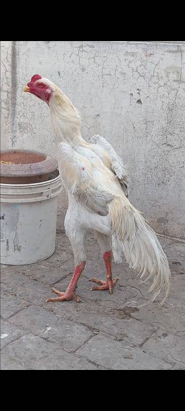 Aseel Shamo Baridar quality Morgha