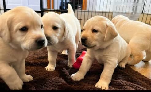 TOP QUALITY LABRADOR PUPPIES AVAILABLE FOR SALE ONLY FOR FAMILS