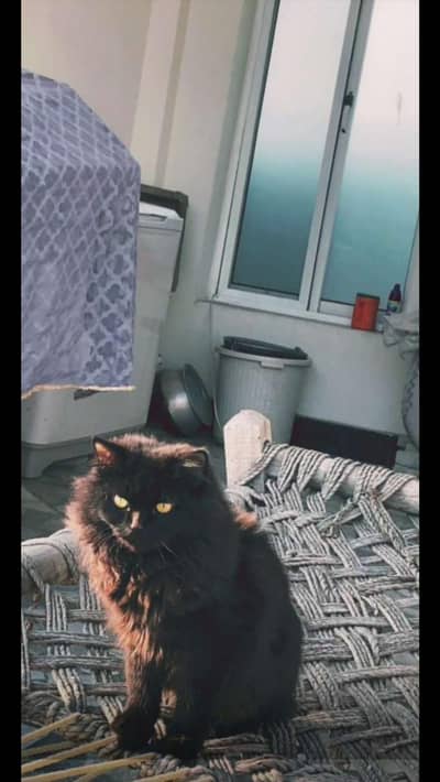 Persion double coated black colour female cat bella named.