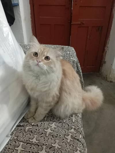 Pure Persian Female cat