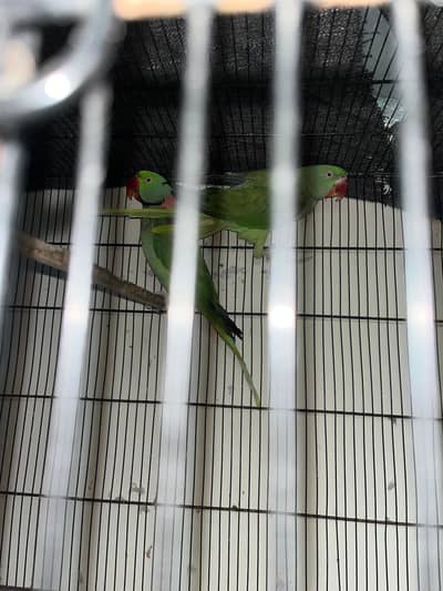 raw breeder pair  with cage and box