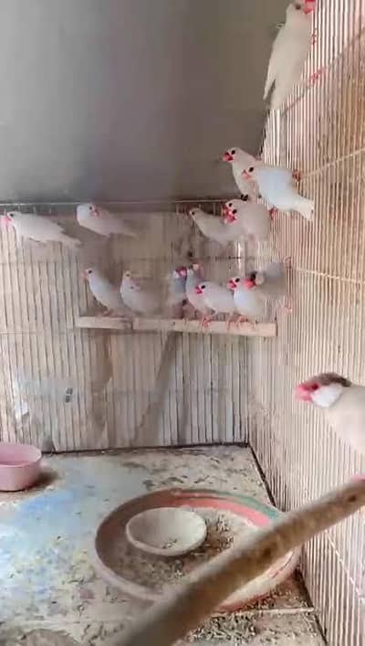 java bird breeding pair hn sb ky sb