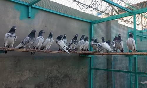 Teddy Pairs Available