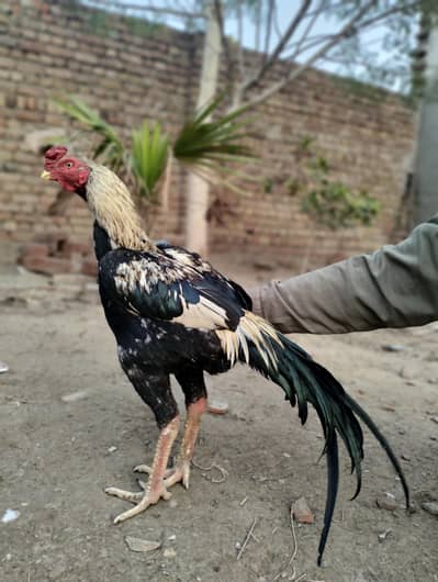 Aseel phtta Mianwali Male Breed
