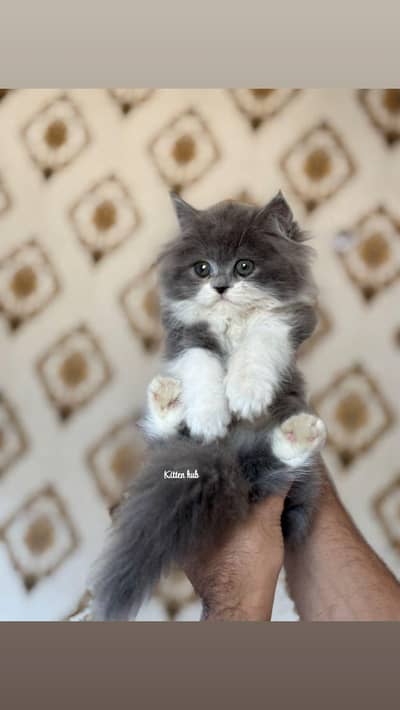 Pursian kittens | triple coat |  kittens  | cat