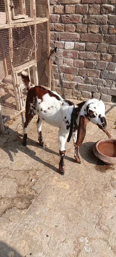 Mkhhi cheena dogla bakra